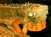 iguana