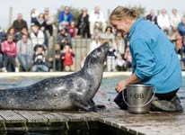 zeehonden